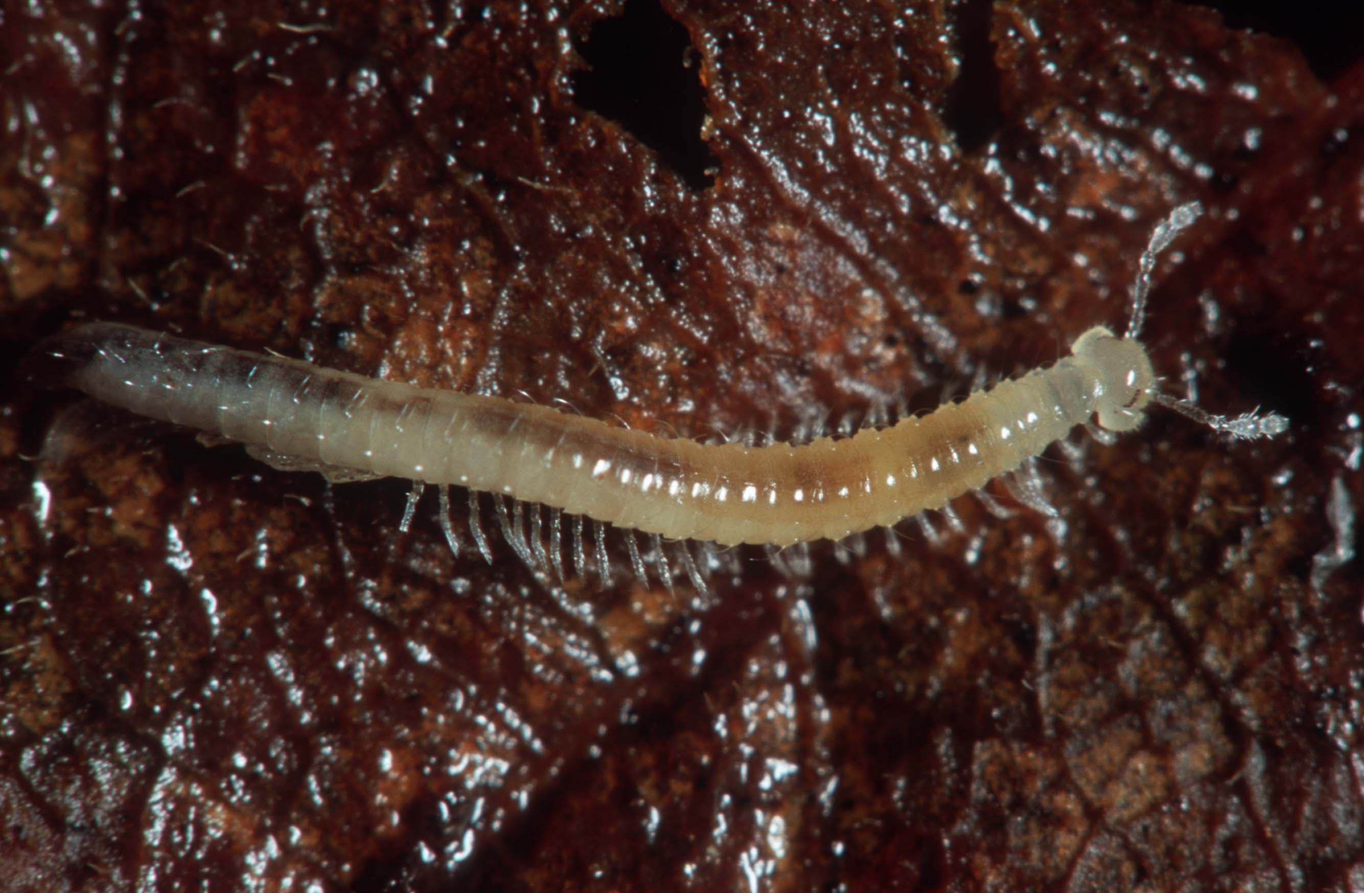 Представитель Семейства Anthroleucosomatidae